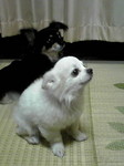 ペット2