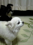 おやつ1