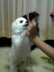 ペット4