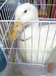 アフ君
