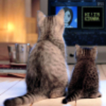 テレビを見る猫
