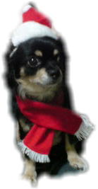 ribonsanta.jpg